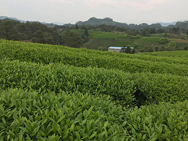 茶葉示范基地